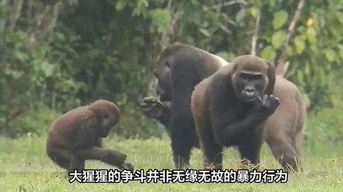 吃瓜变大猩猩的视频,瓜果变猩猩的奇幻之旅