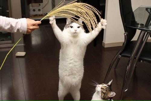 三人逗猫吃瓜视频下载,三人格外有才情