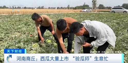 集体摆烂吃瓜视频,揭秘网络视频新潮流