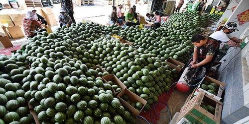 北京庞各庄吃瓜视频,北京夏日吃瓜视频走红网络