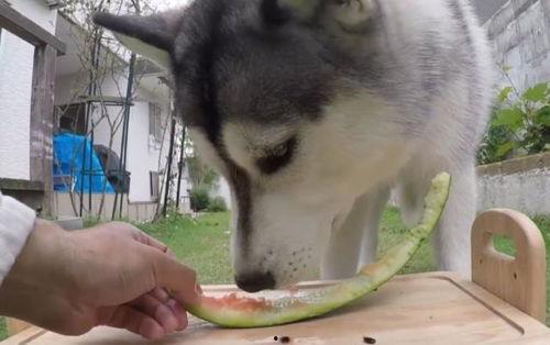 吃瓜群众惊喜二哈视频,吃瓜群众见证萌宠风采