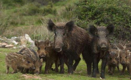 南京野猪下山吃瓜视频,大自然的和谐共处