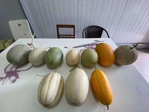 杭州人吃瓜视频,一场别开生面的“吃瓜”视频盛宴