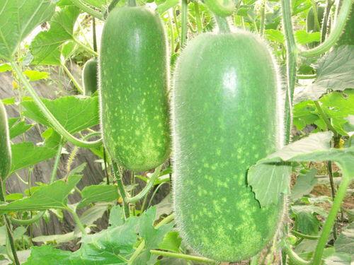 大瓜如何去皮吃视频讲解,大瓜去皮食用攻略