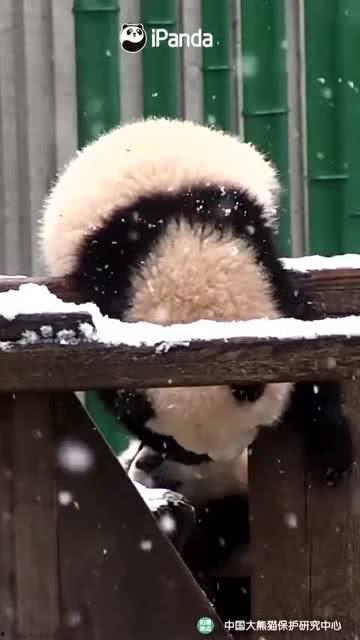 吃瓜小熊视频,揭秘娱乐圈幕后故事