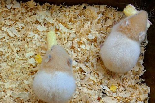 豆瓜仓鼠可以吃吗视频讲解,视频讲解精华概述