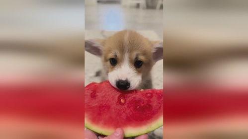 小狗吃小瓜视频教程,小狗吃小瓜视频教程，萌宠美食制作攻略