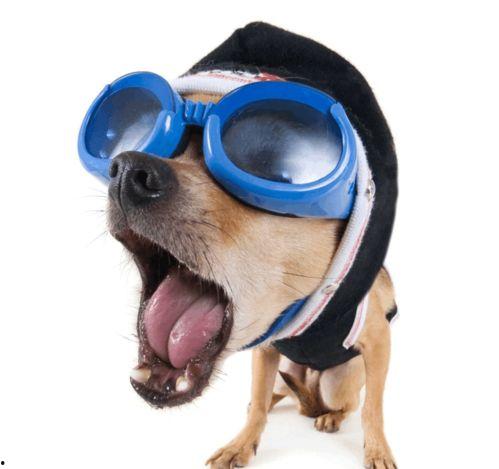 吃瓜狗搞笑视频大全下载,欢乐时刻一网打尽