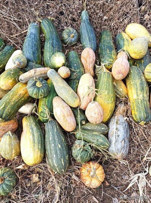 吃瓜最新图片大全视频,最新图片大全视频盘点